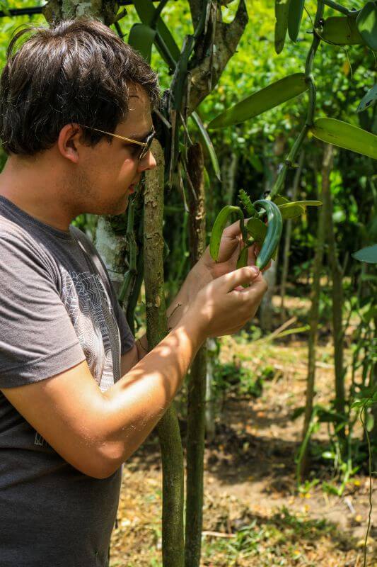 Producer of bourbon gold vanilla pod in Madagascar